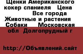 Щенки Американского кокер спаниеля › Цена ­ 15 000 - Все города Животные и растения » Собаки   . Московская обл.,Долгопрудный г.